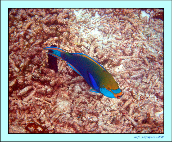 2005 - 08 - Redang  - 079.JPG